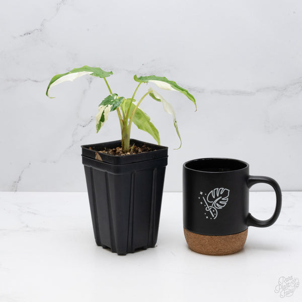 Schismatoglottis sp. Albo Variegated (wk7-A)