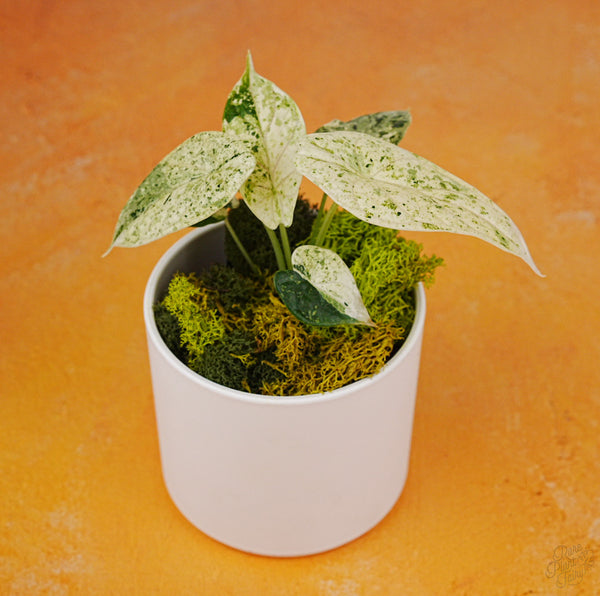 Alocasia 'Dragon Scale' Mint Variegated *Grower's Choice*