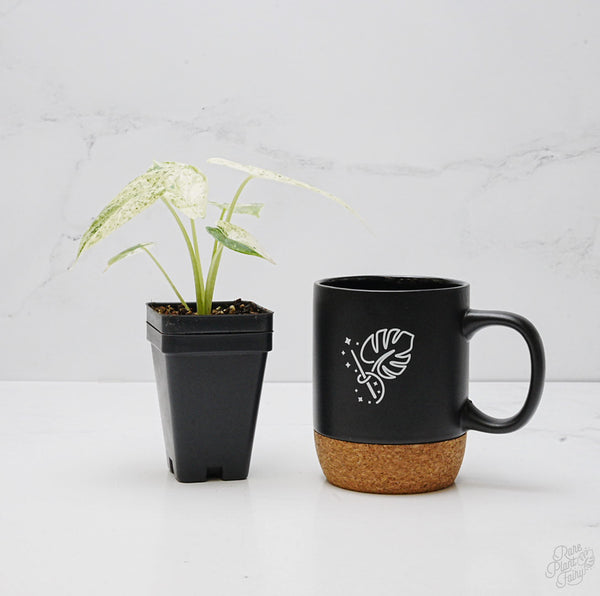 Alocasia 'Dragon Scale' Mint Variegated *Grower's Choice*