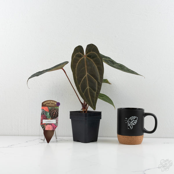 Anthurium Zara '29' x Dark & Handsome '9' by DocBlock® (wk8-D)