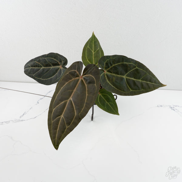Anthurium Zara '29' x Dark & Handsome '9' by DocBlock® (wk8-D)