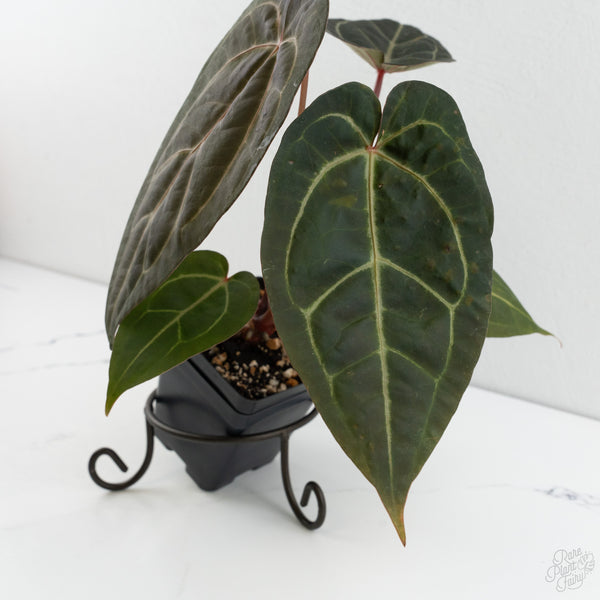 Anthurium Zara '29' x Dark & Handsome '9' by DocBlock® (wk8-D)