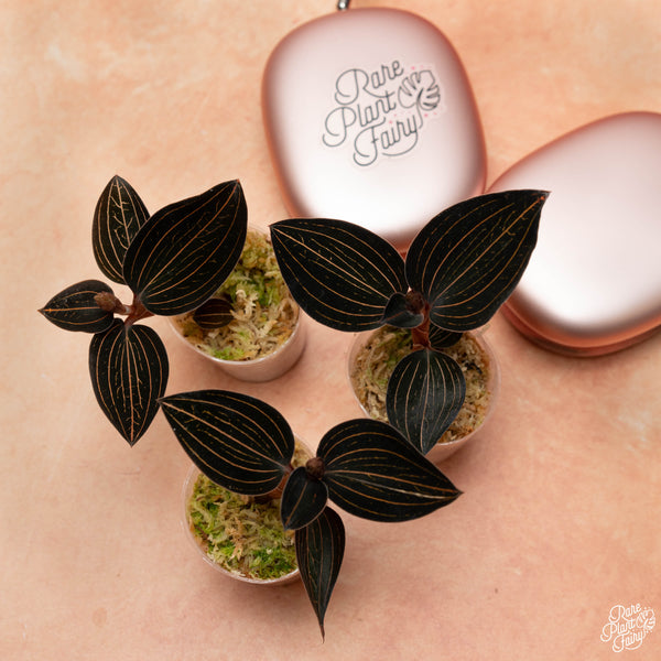 Ludochilus dominyi x Anoectochilus roxburghii jewel orchid *Grower's choice*