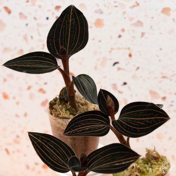 Ludochilus dominyi x Anoectochilus roxburghii jewel orchid *Grower's choice*