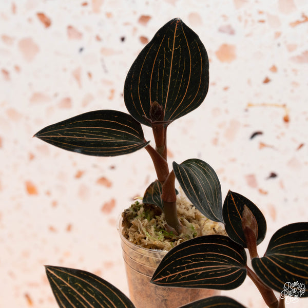 Ludochilus dominyi x Anoectochilus roxburghii jewel orchid *Grower's choice*