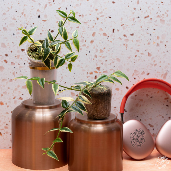 Hoya bella outer variegated *Grower's Choice*