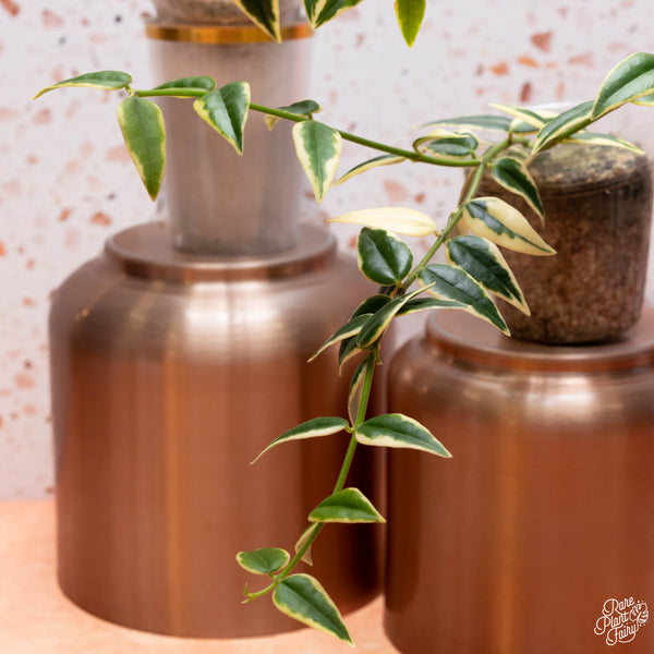 Hoya bella outer variegated *Grower's Choice*