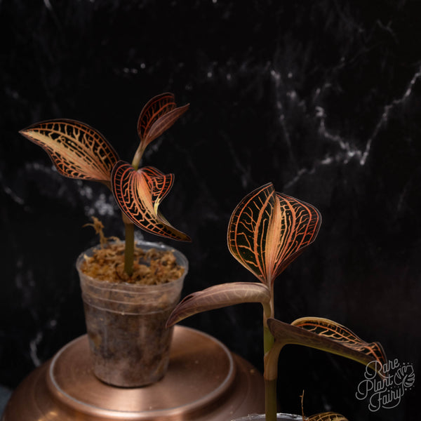 Anoectochilus siamensis 'white center' jewel orchid *Grower's choice*