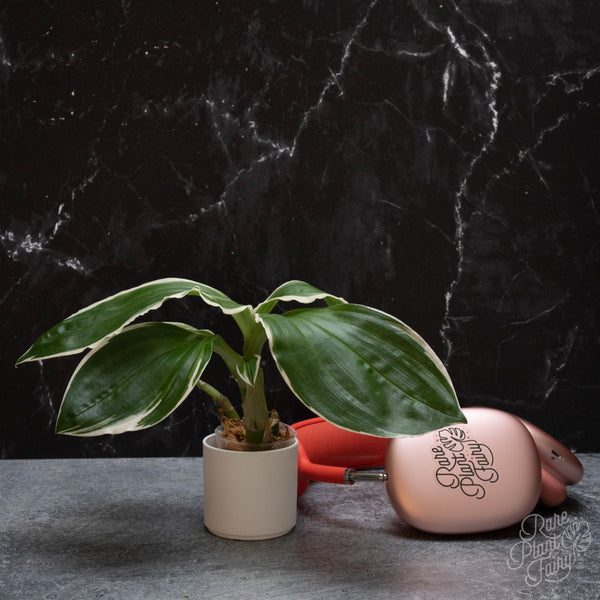 Liparis formosana variegated jewel orchid *Grower's choice*