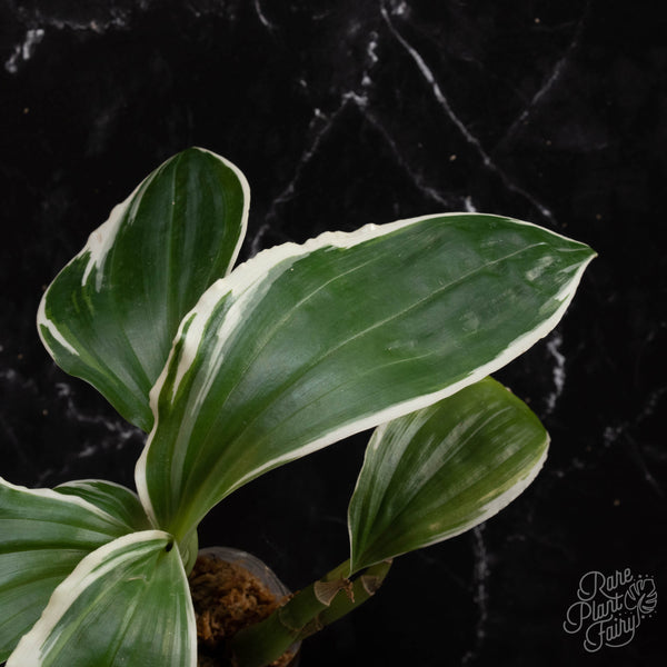 Liparis formosana variegated jewel orchid *Grower's choice*