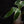 Load image into Gallery viewer, Liparis formosana variegated jewel orchid *Grower&#39;s choice*
