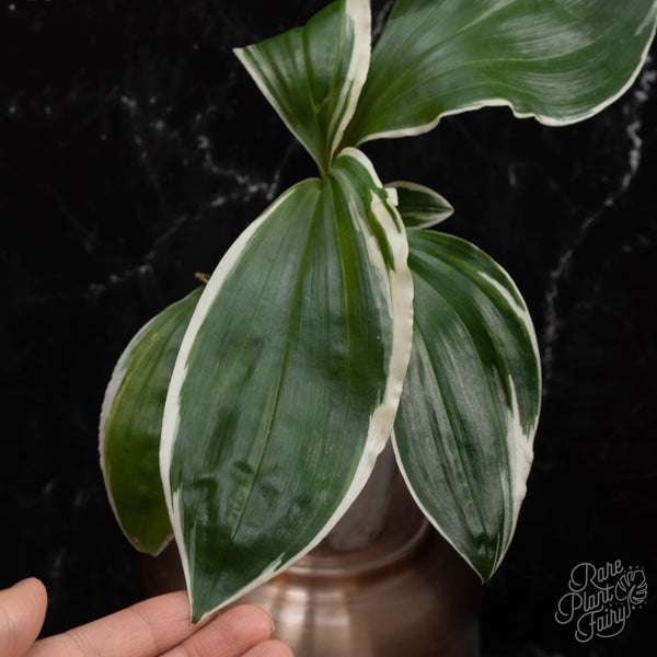 Liparis formosana variegated jewel orchid *Grower's choice*