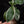 Load image into Gallery viewer, Liparis formosana variegated jewel orchid *Grower&#39;s choice*
