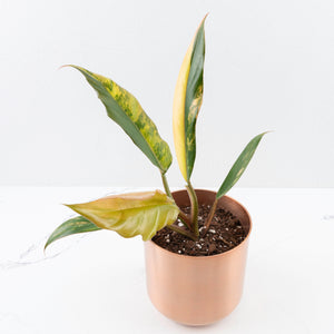 Philodendron 'Caramel Marble' Care Guide