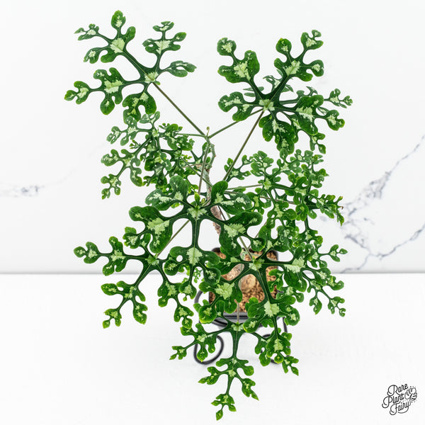 Plant Spotlight:  Adenia perrieri