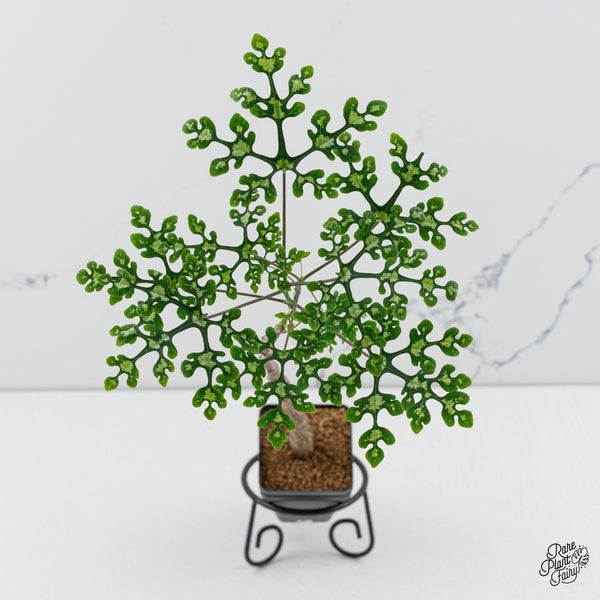 Rare plant called Adenia perrieri has snowflake shaped leaves