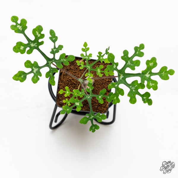 The Hidden Stress Signals of Rare Plants (and How to Respond Like a Pro)