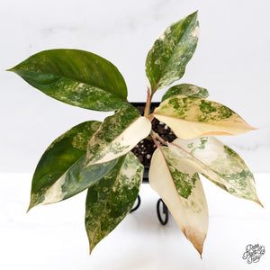 The Best Rare Plants for Every Light Level