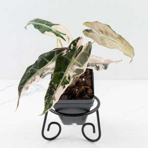 What Alocasias Actually Need That Other Aroids Don't