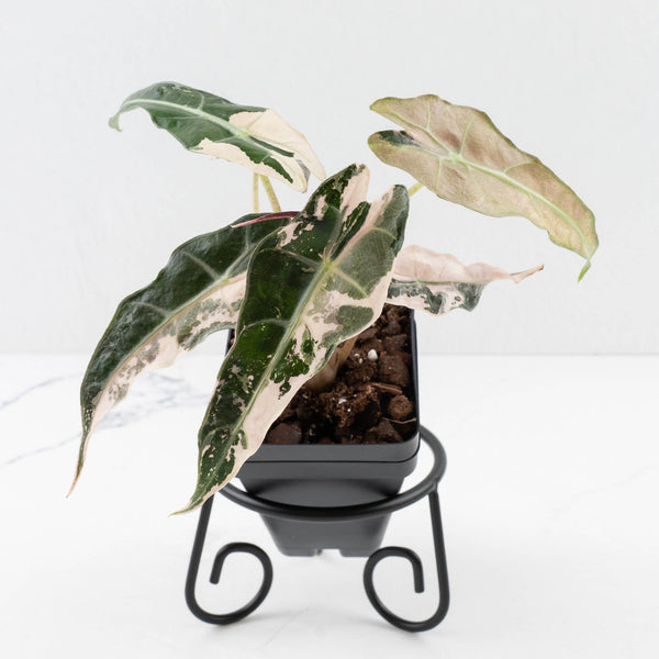 What Alocasias Actually Need That Other Aroids Don't
