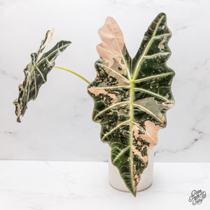 Why Some Alocasias Turn Pink (And Others Never Will)