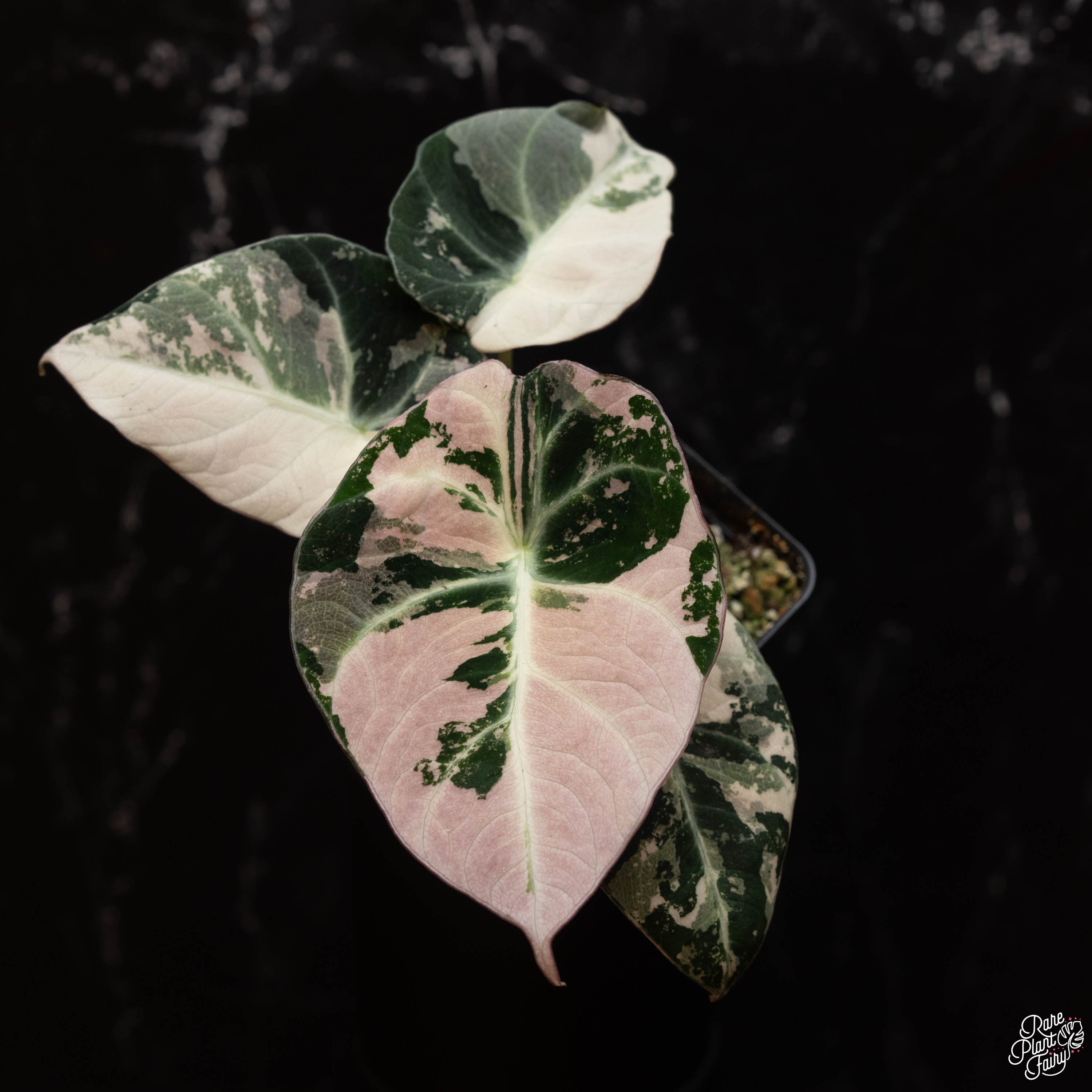 Alocasia 'Black Velvet' Pink variegated – Rare Plant Fairy