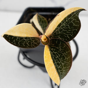 Winter Plant Projects: Creative Ways to Grow Indoors When It’s Cold Outside