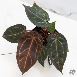 What Does "Selfing" Actually Mean in Anthurium Breeding?