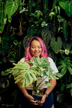 Plant Spotlight: Monstera Deliciosa ‘Fairy Dust’