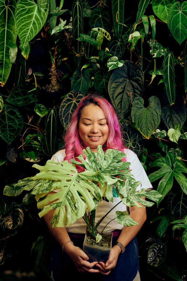 Plant Spotlight: Monstera Deliciosa ‘Fairy Dust’