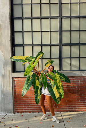 Philodendron 'Billietiae' Variegated Care Guide