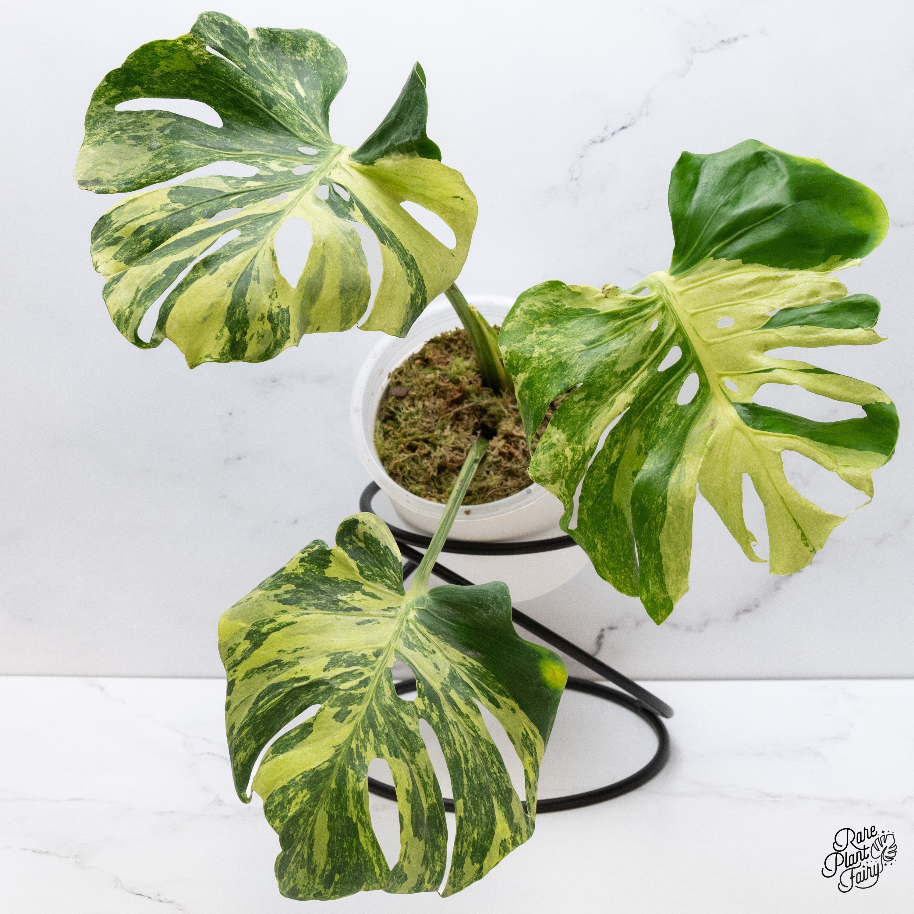 The Ultimate Guide to Rare Houseplants: What Makes a Plant “Rare ...