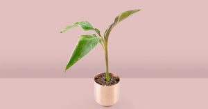 Musa 'Nono' Care Guide