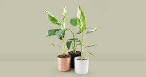 Musa 'Florida' Care Guide