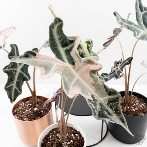 Alocasia sanderiana 'Nobilis' Pink Variegated Care Guide