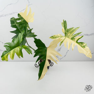 The Philodendron "Florida" Family