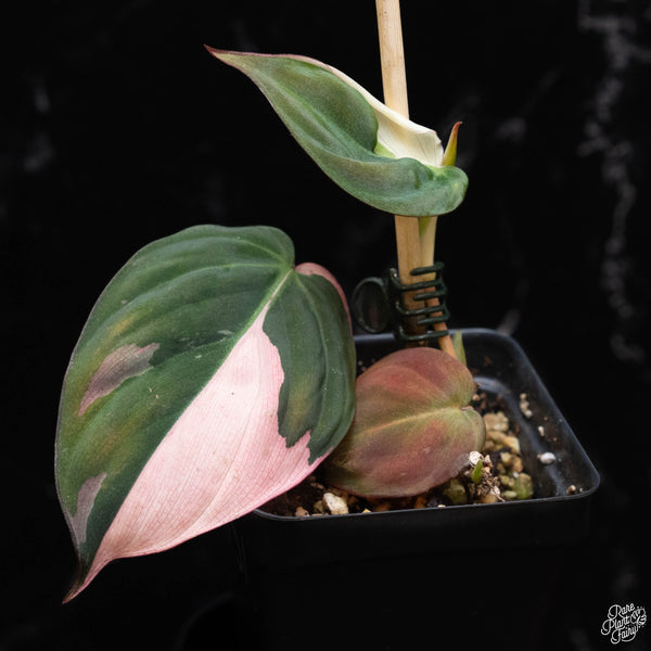 Philodendron True Pink Micans