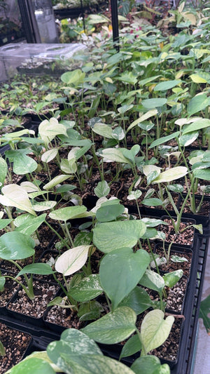 Rare tropical plants thriving indoors during winter with bright filtered light and humid air.