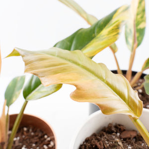 Philodendron 'Caramel Marble' *Grower's Choice*