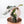 Alocasia 'Polly Pink Snowflake' variegated *Grower's Choice*