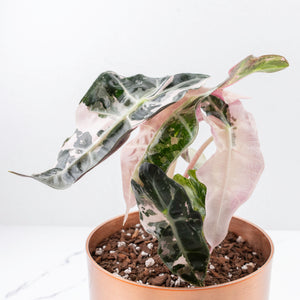 Alocasia 'Polly Pink Snowflake' variegated *Grower's Choice*