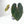 9005 Anthurium Lynette ‘18’ x Dark & Handsome ‘9’