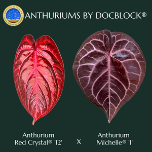 Anthurium Crystal Red '12' x Michelle '1' by DocBlock (wk40-L321)