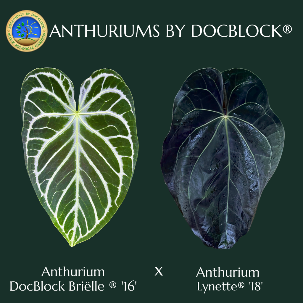 Anthurium DocBlock Briëlle '16' x Lynette '18' by DocBlock