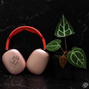 Anthurium DocBlock Bri√´lle '16' x Lynette '18' by DocBlock¬Æ *Grower's Choice*