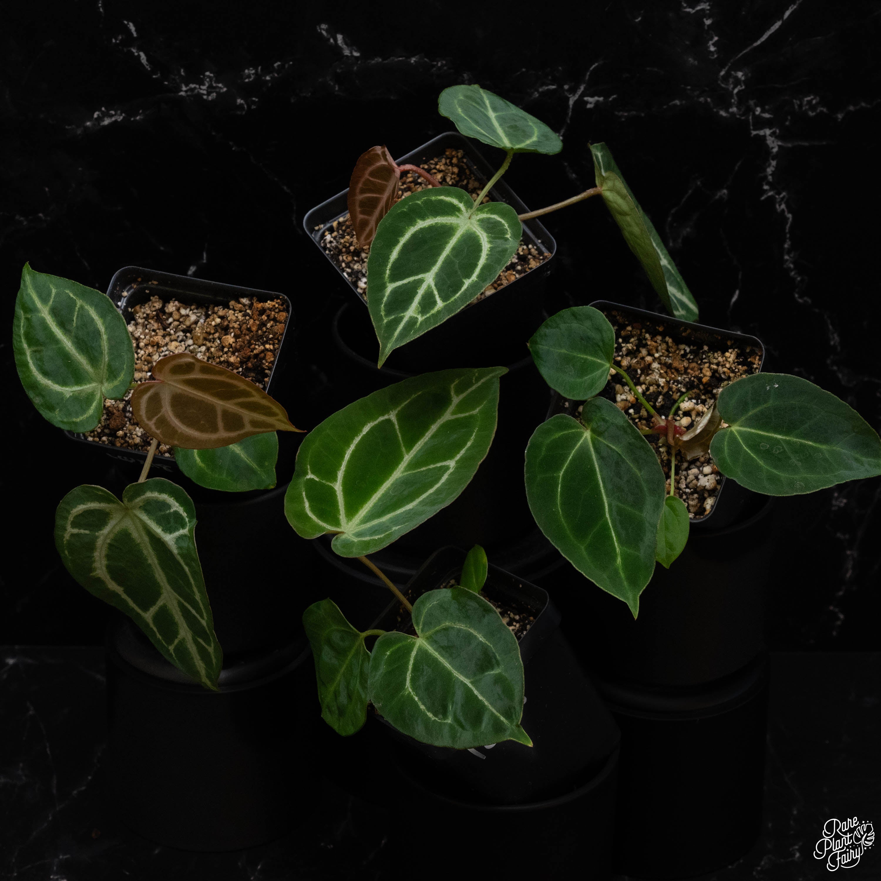 anthurium baarlo Anthurium DocBlock Bri√ ́lle '16' x Lynette '18' by DocBlock¬Æ *Grower's Choice*