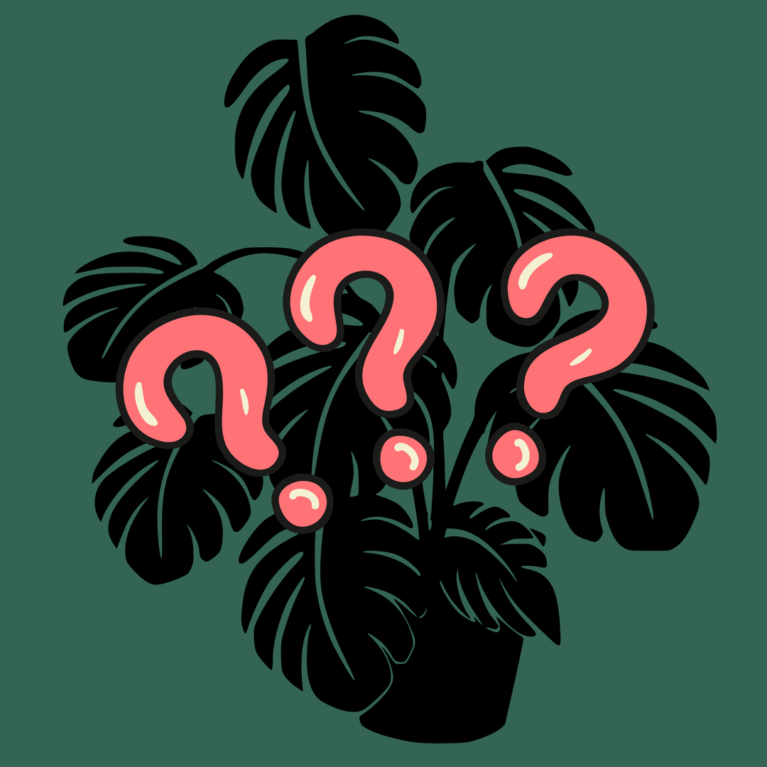 Development Heading Pattern Philodendron Growth Patterns: Self-Heading vs Climbing vs Vining – Rare ...