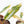 Philodendron 'Caramel Marble' *Grower's Choice*