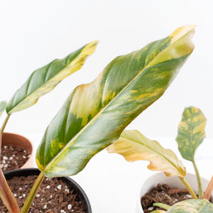 Philodendron 'Caramel Marble' *Grower's Choice*