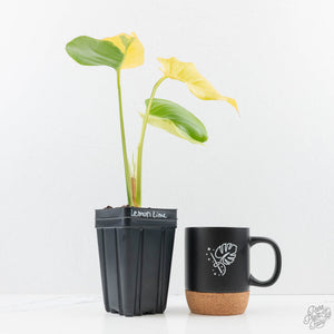 Monstera Deliciosa 'Light Lime' (Large Form) (wk23-UD)
